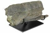Hadrosaur (Hypacrosaurus) Jaw Section with Stand - Montana #165903-2